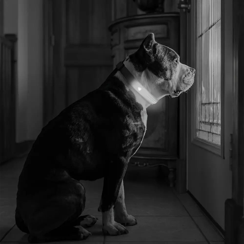 Adjustable LED Glow-in-the-Dark Dog Collar for Small to Medium Pets - Keep Your Furry Friend Safe & Visible During