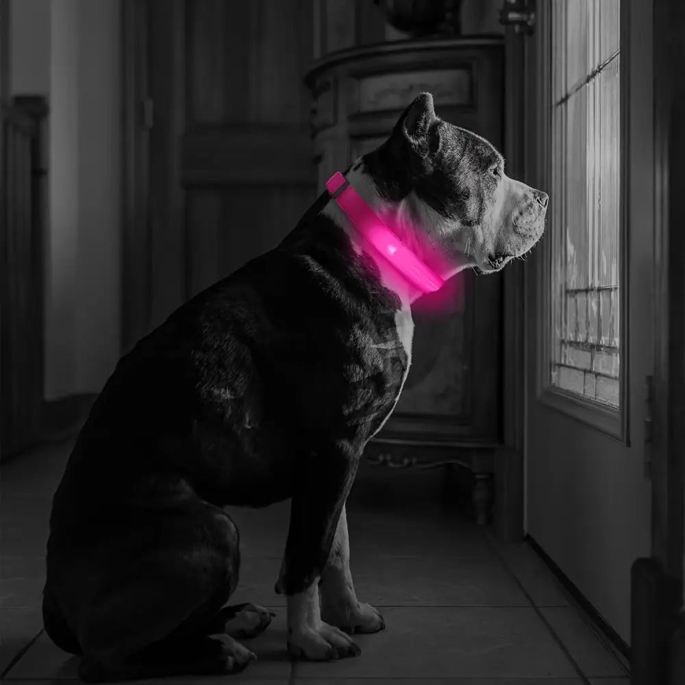 Adjustable LED Glow-in-the-Dark Dog Collar for Small to Medium Pets - Keep Your Furry Friend Safe & Visible During