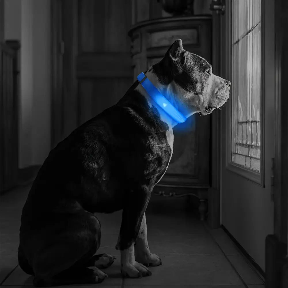 Adjustable LED Glow-in-the-Dark Dog Collar for Small to Medium Pets - Keep Your Furry Friend Safe & Visible During