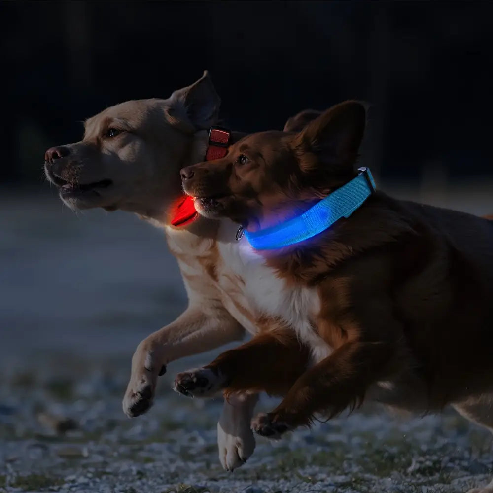 Adjustable LED Glow-in-the-Dark Dog Collar for Small to Medium Pets - Keep Your Furry Friend Safe & Visible During