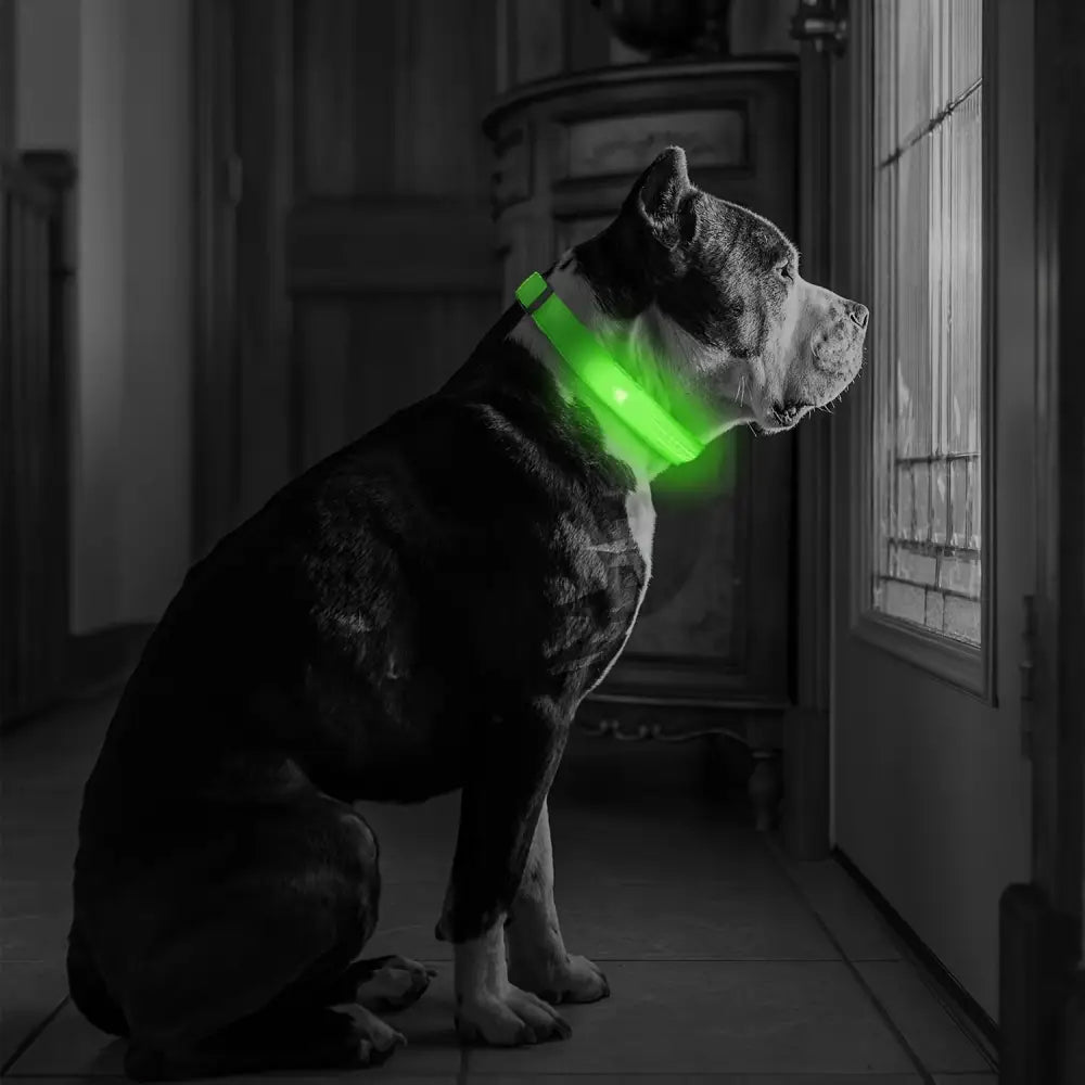 Adjustable LED Glow-in-the-Dark Dog Collar for Small to Medium Pets - Keep Your Furry Friend Safe & Visible During