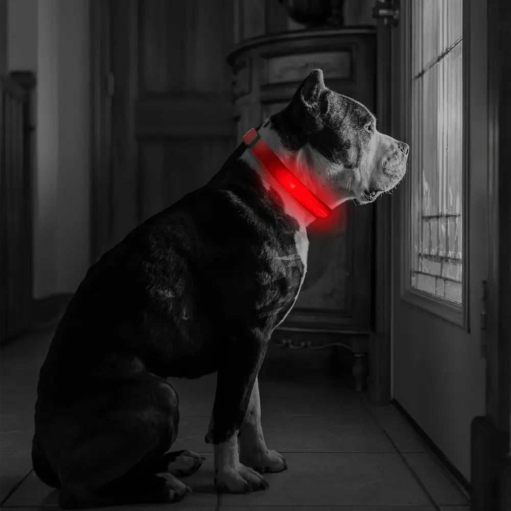 Adjustable LED Glow-in-the-Dark Dog Collar for Small to Medium Pets - Keep Your Furry Friend Safe & Visible During