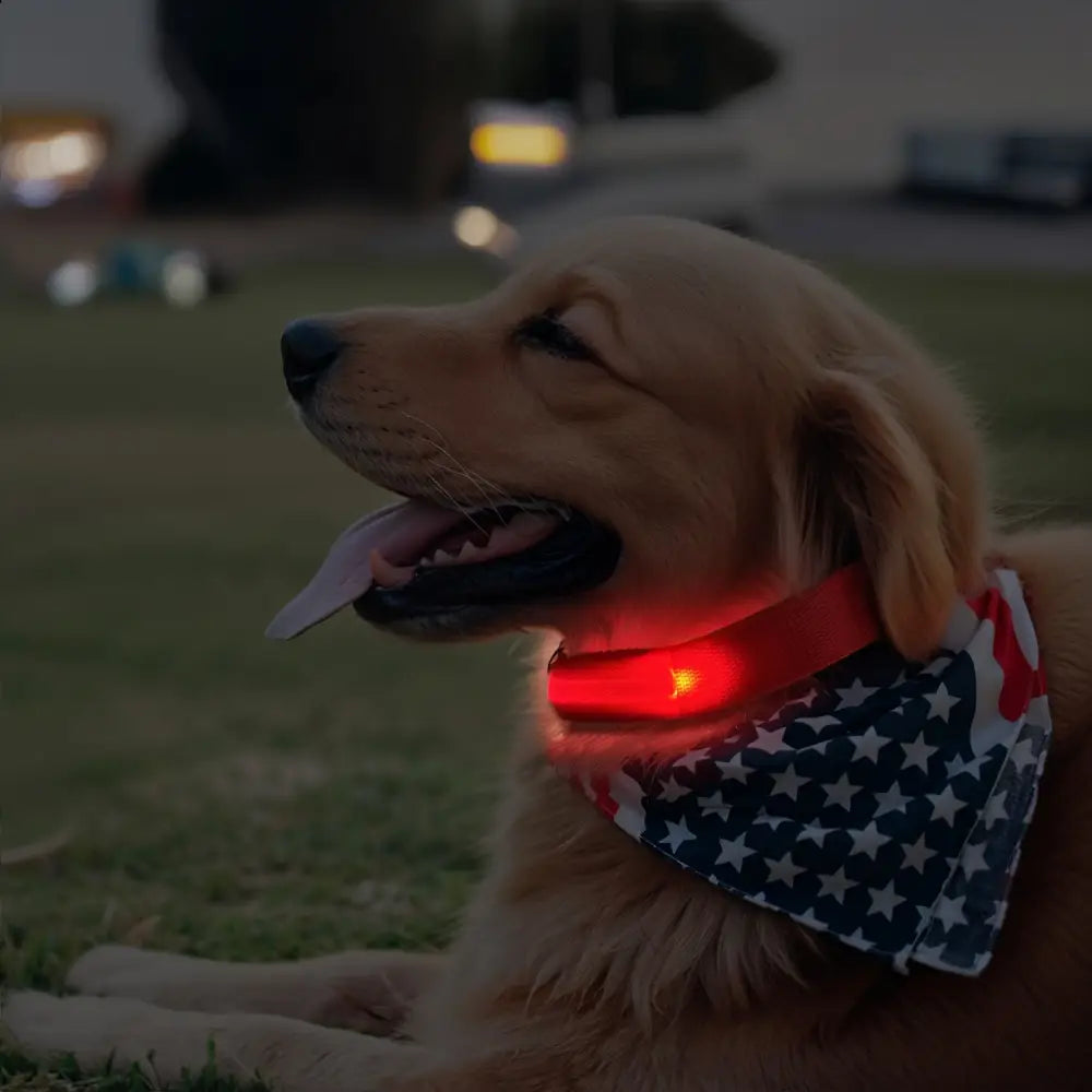 Adjustable LED Glow-in-the-Dark Dog Collar for Small to Medium Pets - Keep Your Furry Friend Safe & Visible During