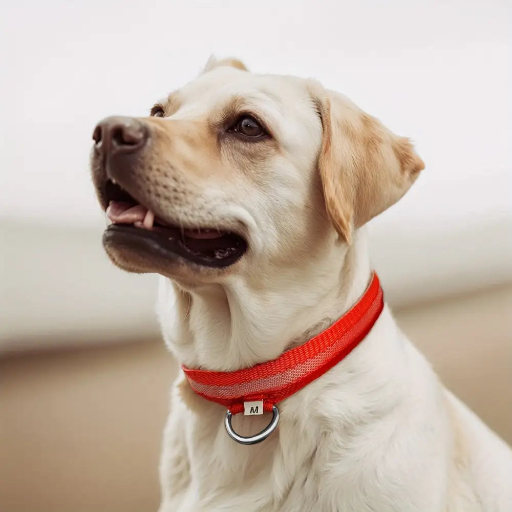 Adjustable LED Glow-in-the-Dark Dog Collar for Small to Medium Pets - Keep Your Furry Friend Safe & Visible During