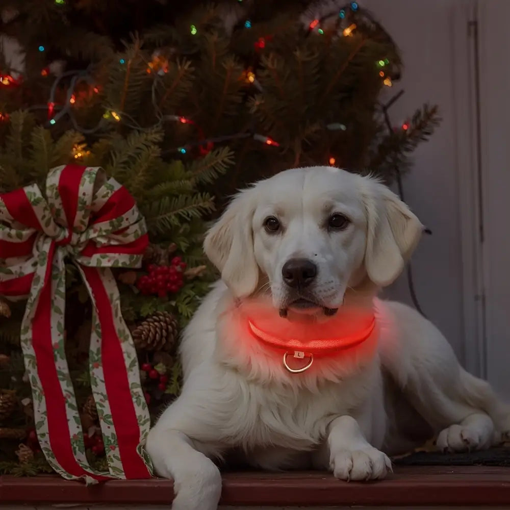 Adjustable LED Glow-in-the-Dark Dog Collar for Small to Medium Pets - Keep Your Furry Friend Safe & Visible During