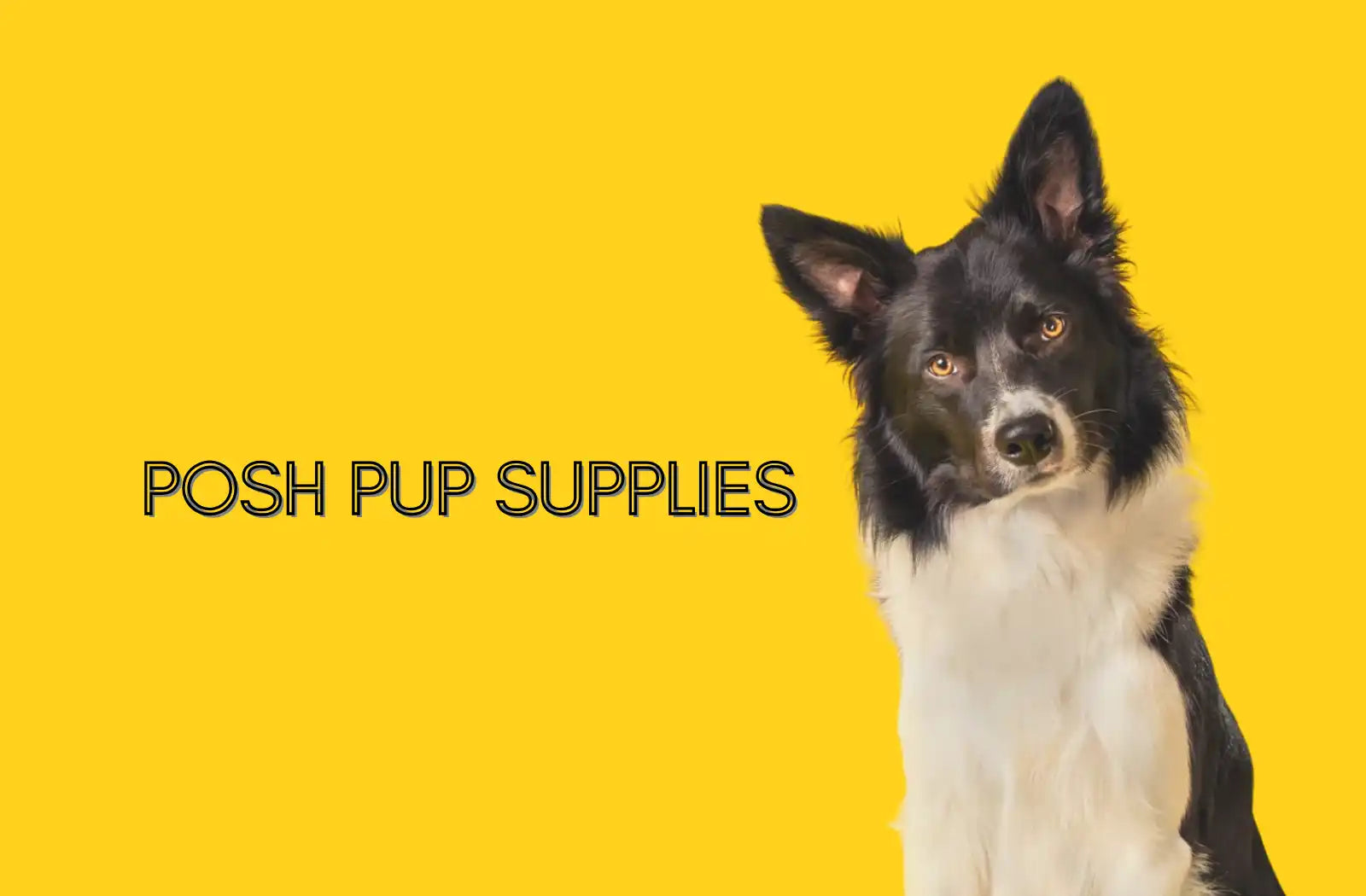 Black and white border collie.