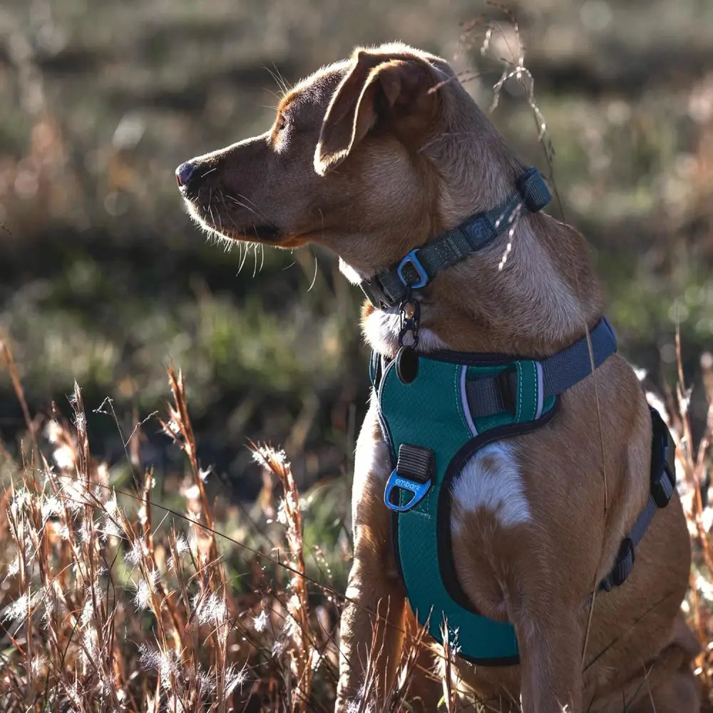 Embark Adventure Dog Harness, Reflective Trim XL Dog Harness for Extra Large Dogs No Pull - Military Grade Nylon, 2 Leash Clips & Gel Lined Handle. Soft & Padded Puppy